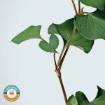 تونر تسکین دهنده و آبرسان آنوا 77% اصل - Image 2